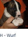 H - Wurf