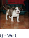 Q - Wurf