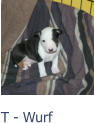 T - Wurf
