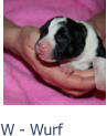 W - Wurf