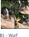B1 - Wurf